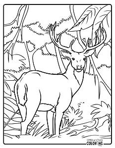 Deer Coloring Pages (Free PDF Printables) - Simply Love Coloring