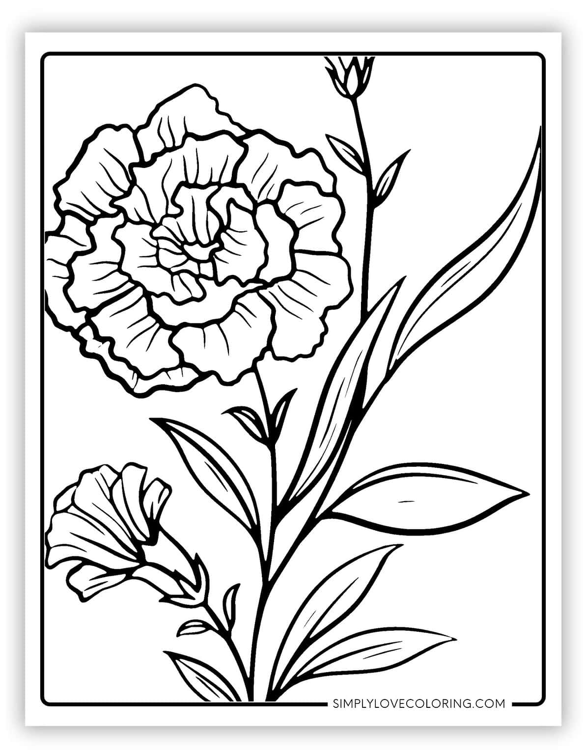 15 Carnation Flower Coloring Pages (Free PDF Printables) - Simply Love Coloring