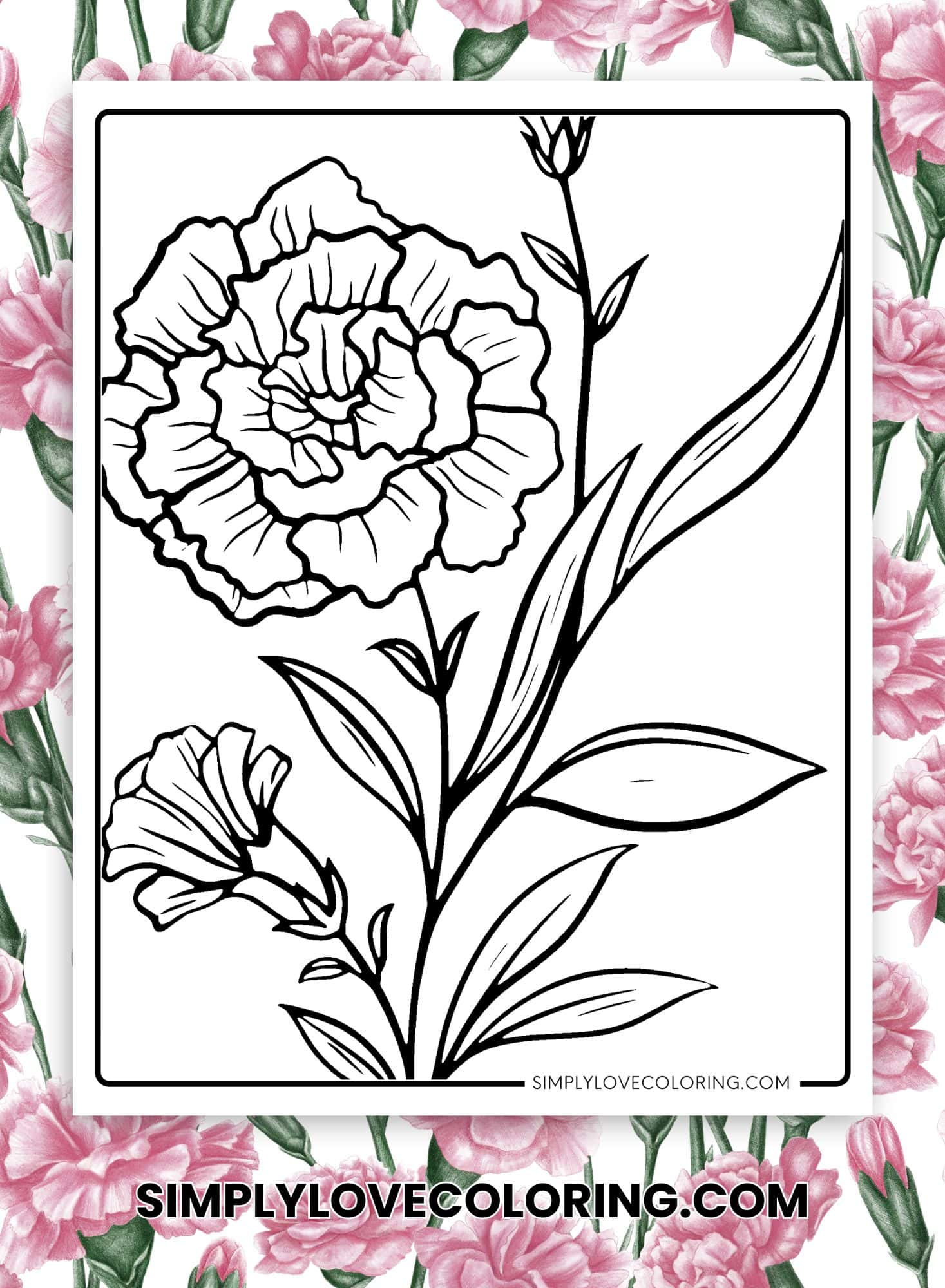 15 Carnation Flower Coloring Pages (Free PDF Printables) Simply Love