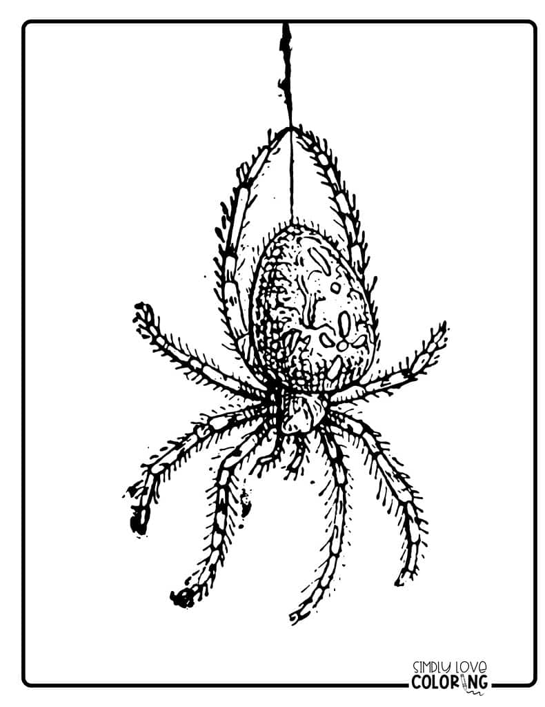 Vintage look spider hanging from web 