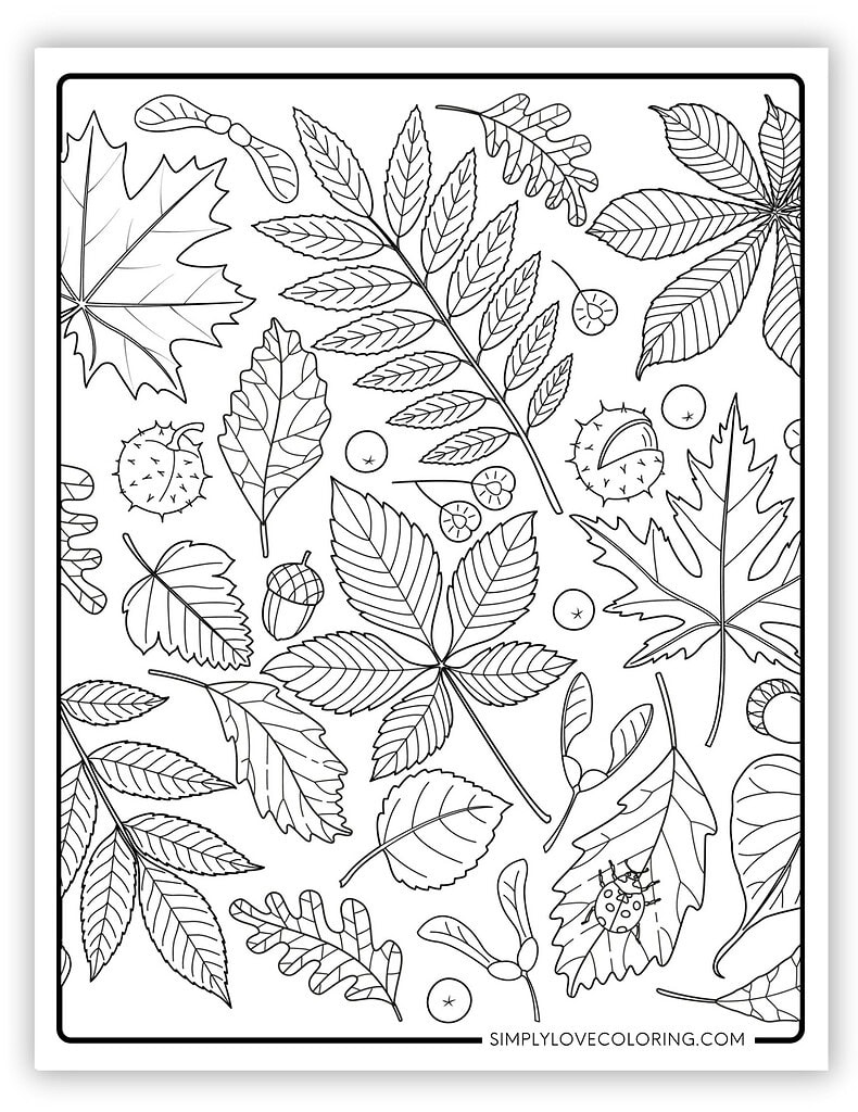 Beautiful Fall Leaves